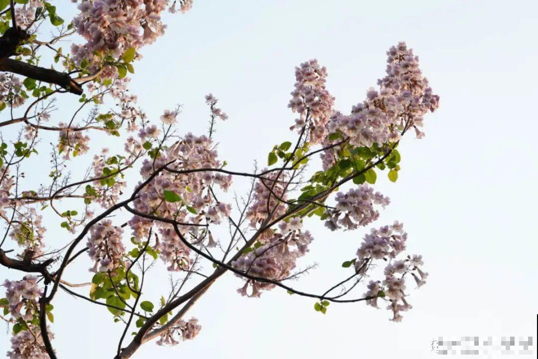 清明赏花，带上这份花卉图谱，变身行走的识花机器