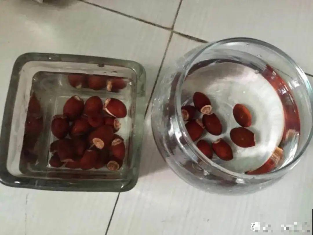 玉米棒子插水里，比绿植长得快，长成清新小盆栽