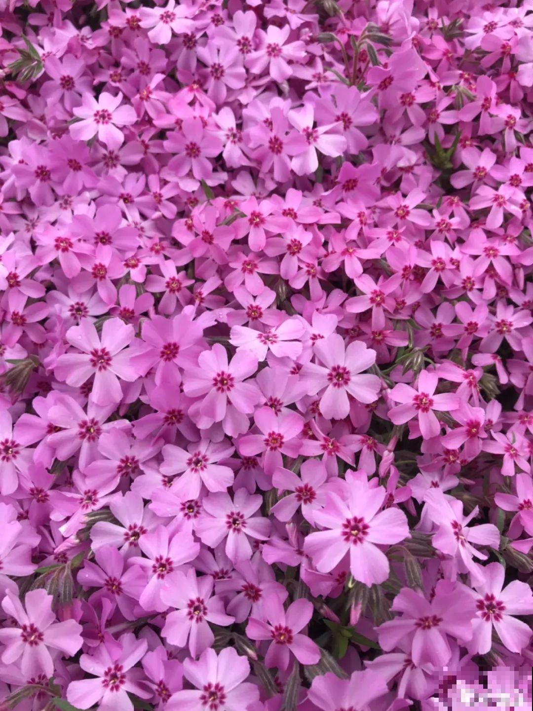 家里养盆“省心”花,自己开花自己结种,不用再买花种了 家里养盆“省心”花,自己开花自己结种,不用再买花种了