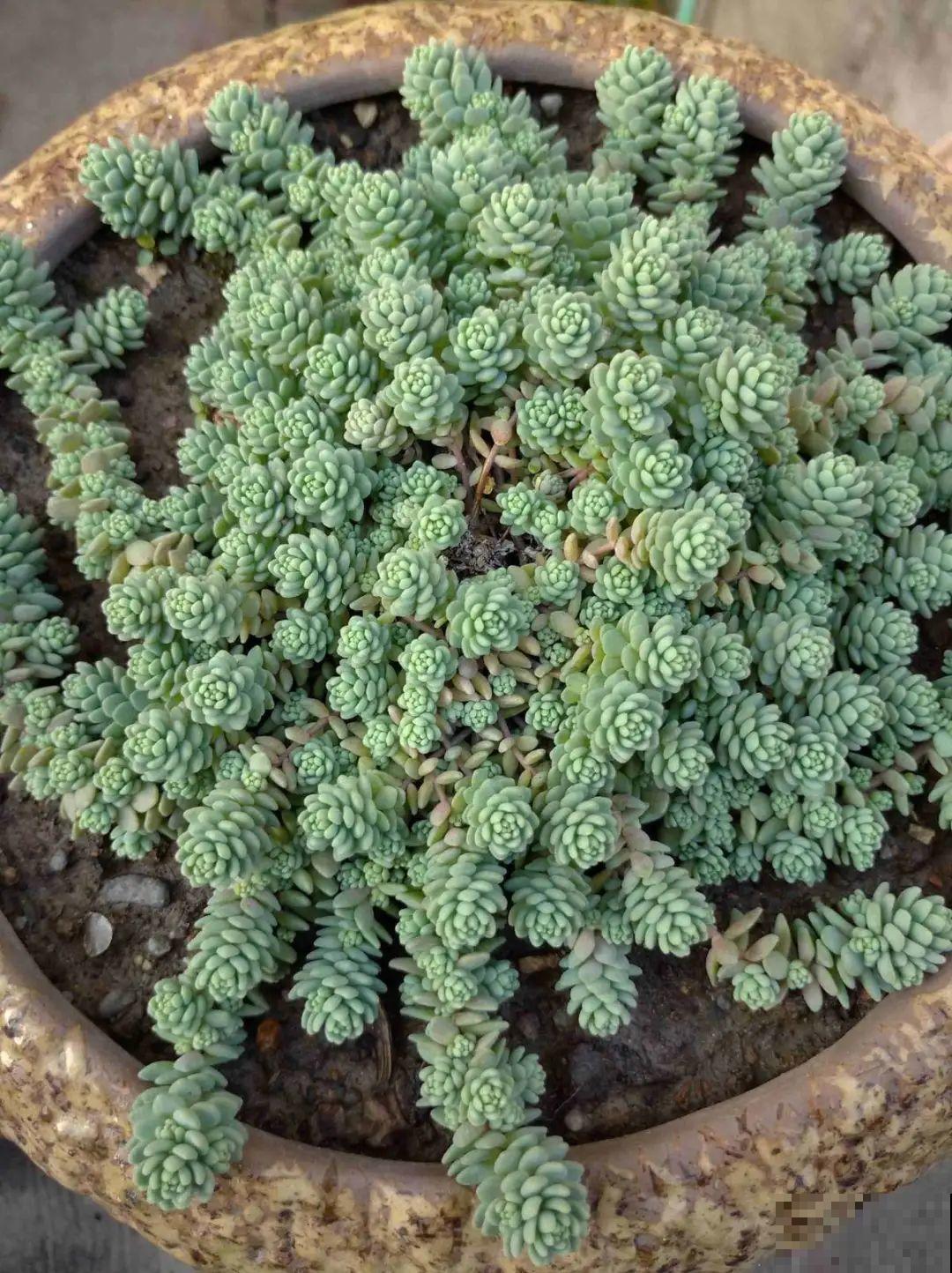 5种铺面多肉,沾土就活,迅速占满每一寸土地 5种铺面多肉,沾土就活,迅速占满每一寸土地