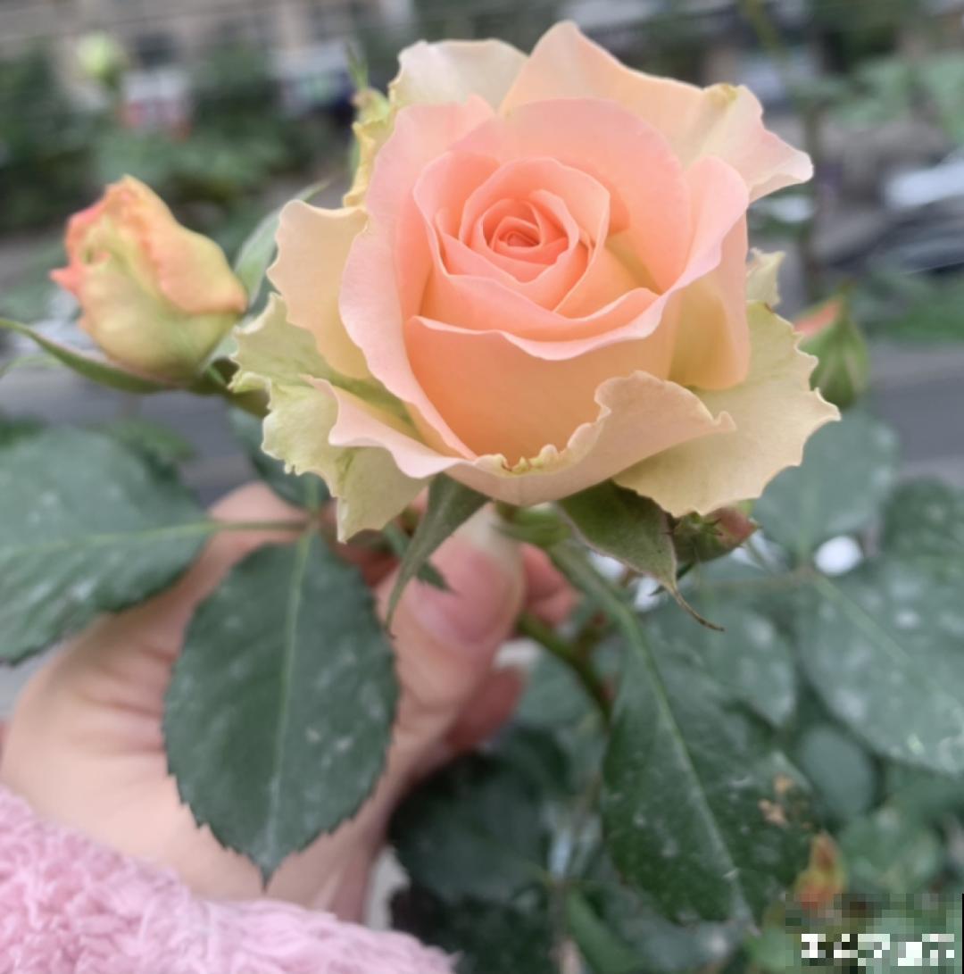 50种月季，各有各的美，哪一种是你的“菜”？