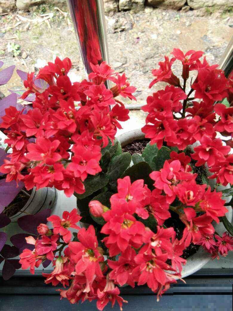 夏天养长寿花，要注意3要点，植物安安稳稳度夏