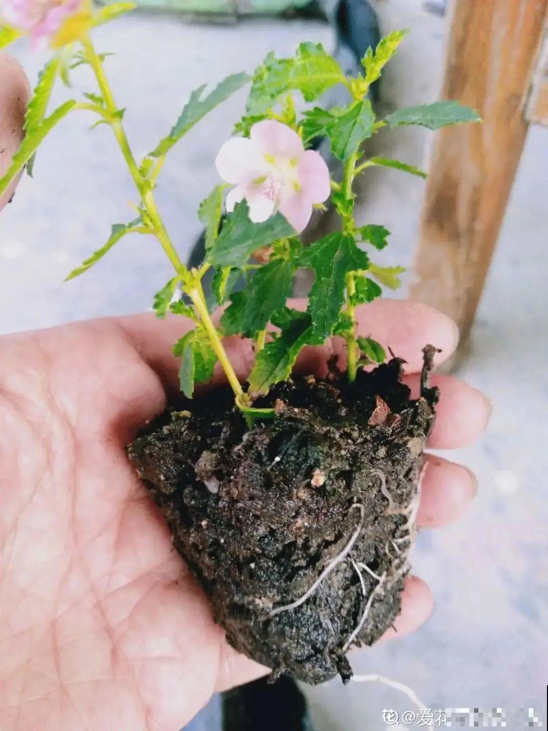 夏天扦插小木槿，半个月生根，养成棒棒糖开出花球