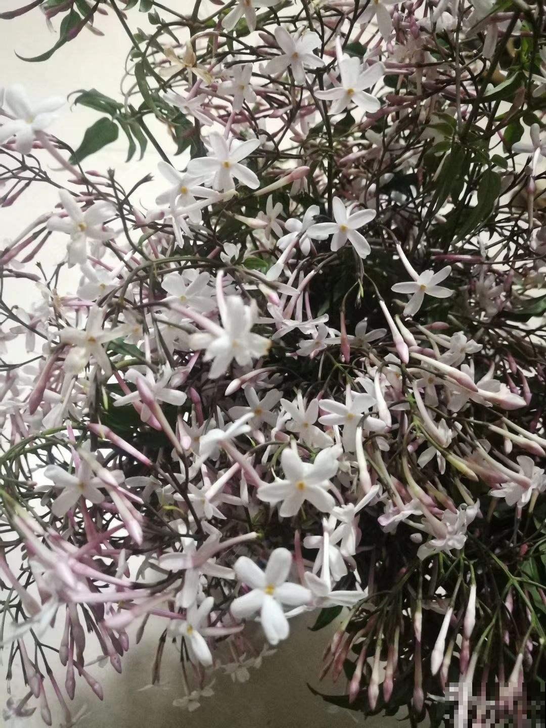 仙气飘飘的素馨花，开花像个花仙子，适合当做庭院观赏植物