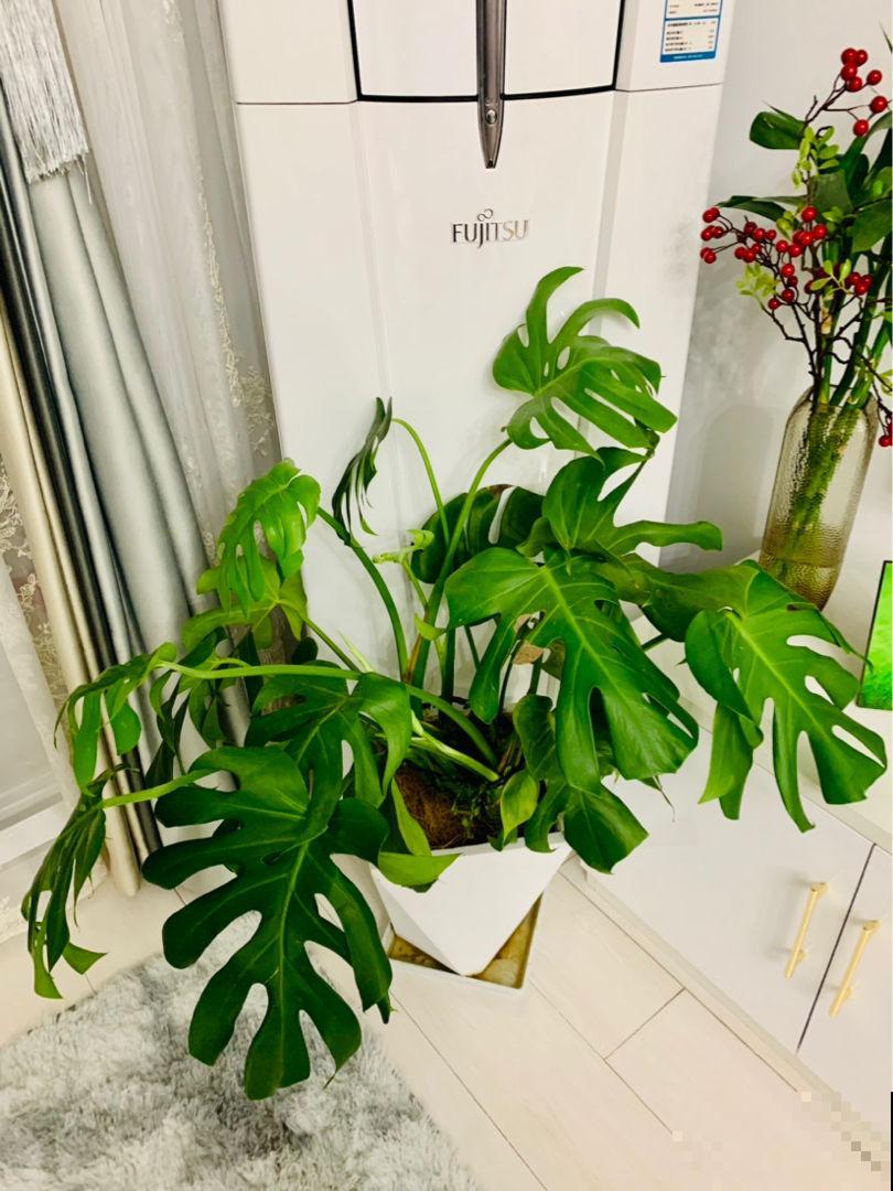 给花浇点“酸酸水”，花长得特旺盛，呼呼开爆