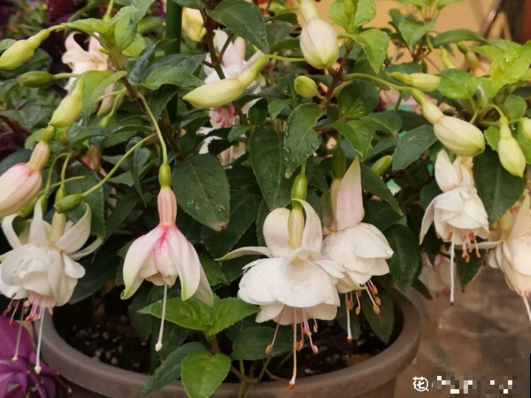 10种花夏天要休眠,必须控制浇水,不然全都浇死了 10种花夏天要休眠,必须控制浇水,不然全都浇死了