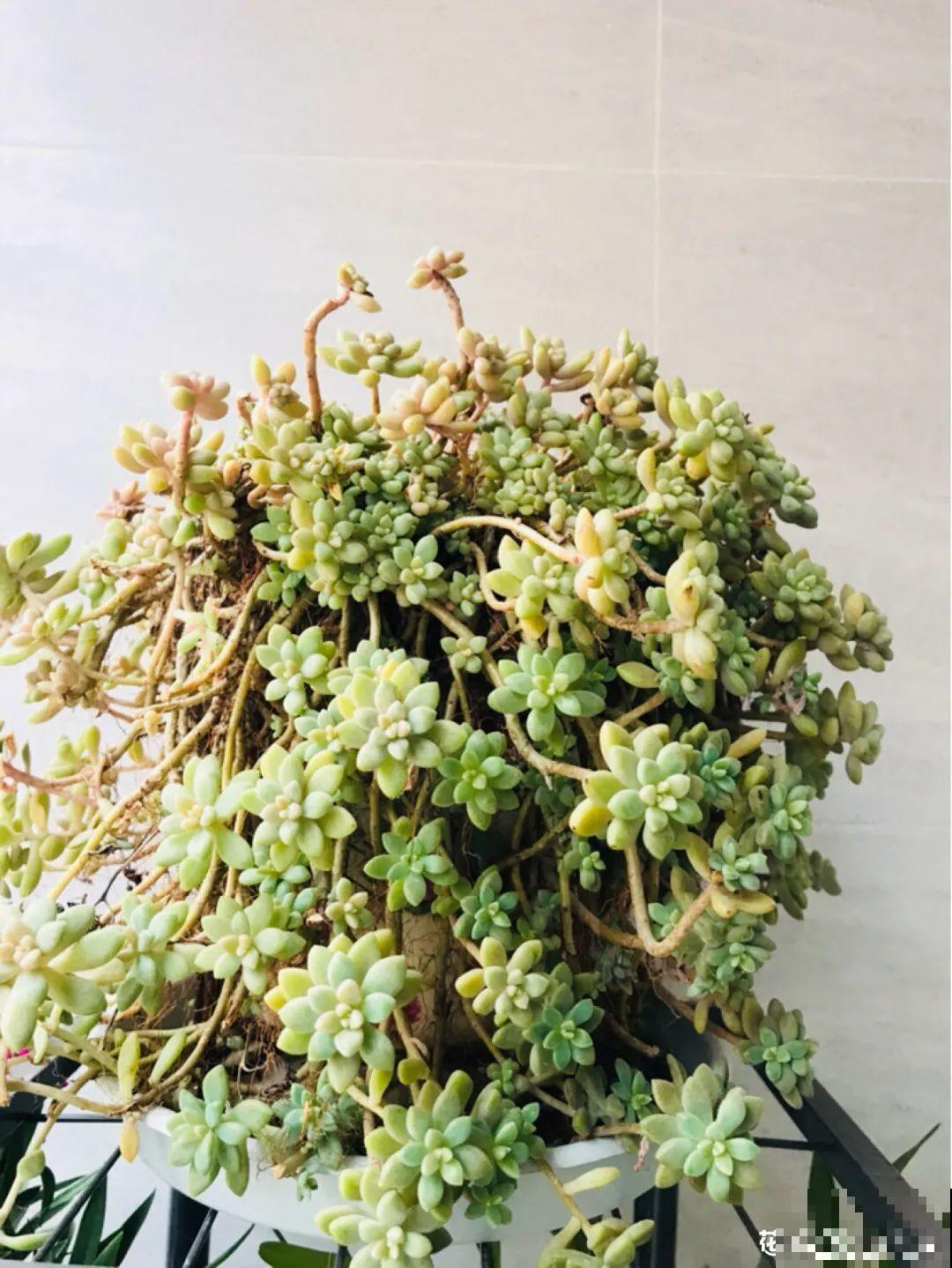 多肉老桩属实震撼，颜值都很高，越养越上瘾