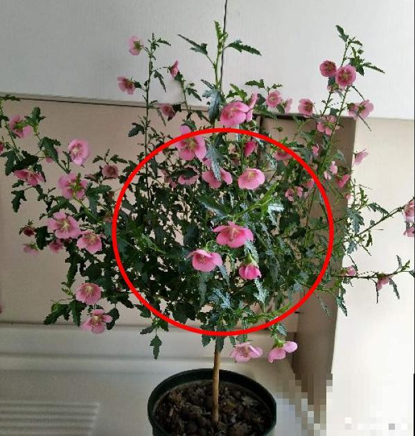 8种花赶紧剃头，剃得越狠，开花越多