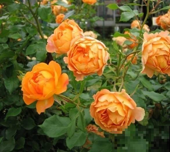 这5种花放阳台，一不小心爬到邻居家去，拦都拦不住！