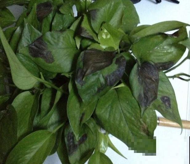 绿萝春天黄叶，赶紧看根部，可能烂了