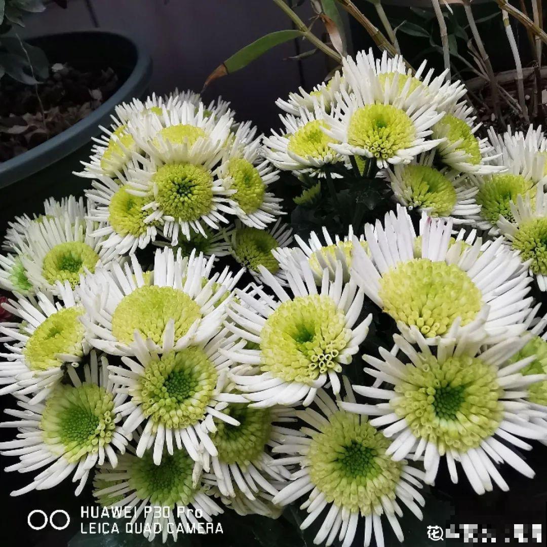 春天养盆绿色花,看着清爽干净,今年一定要养一盆 春天养盆绿色花,看着清爽干净,今年一定要养一盆