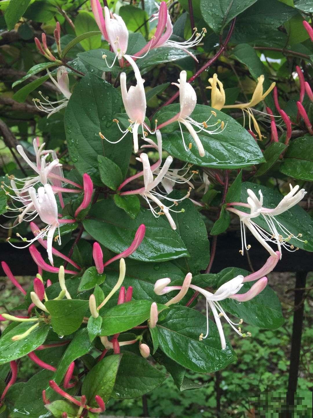 一扦插就活,还能用来泡茶喝,这花种了就是赚了! 一扦插就活,还能用来泡茶喝,这花种了就是赚了!