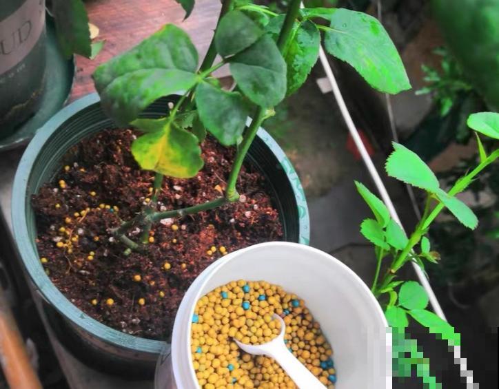 春天肥料要用对，根据植株种类施，效果更好