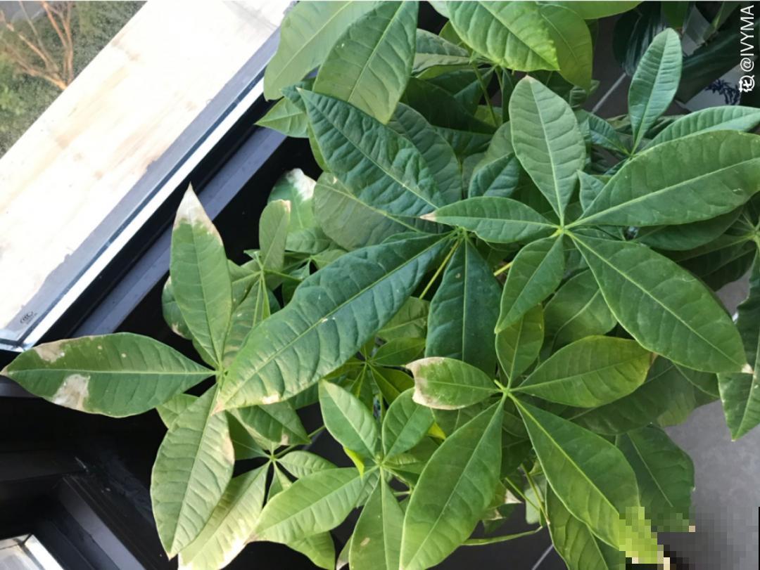 最怕晒的10种花,赶快搬进屋,否则会死掉 最怕晒的10种花,赶快搬进屋,否则会死掉