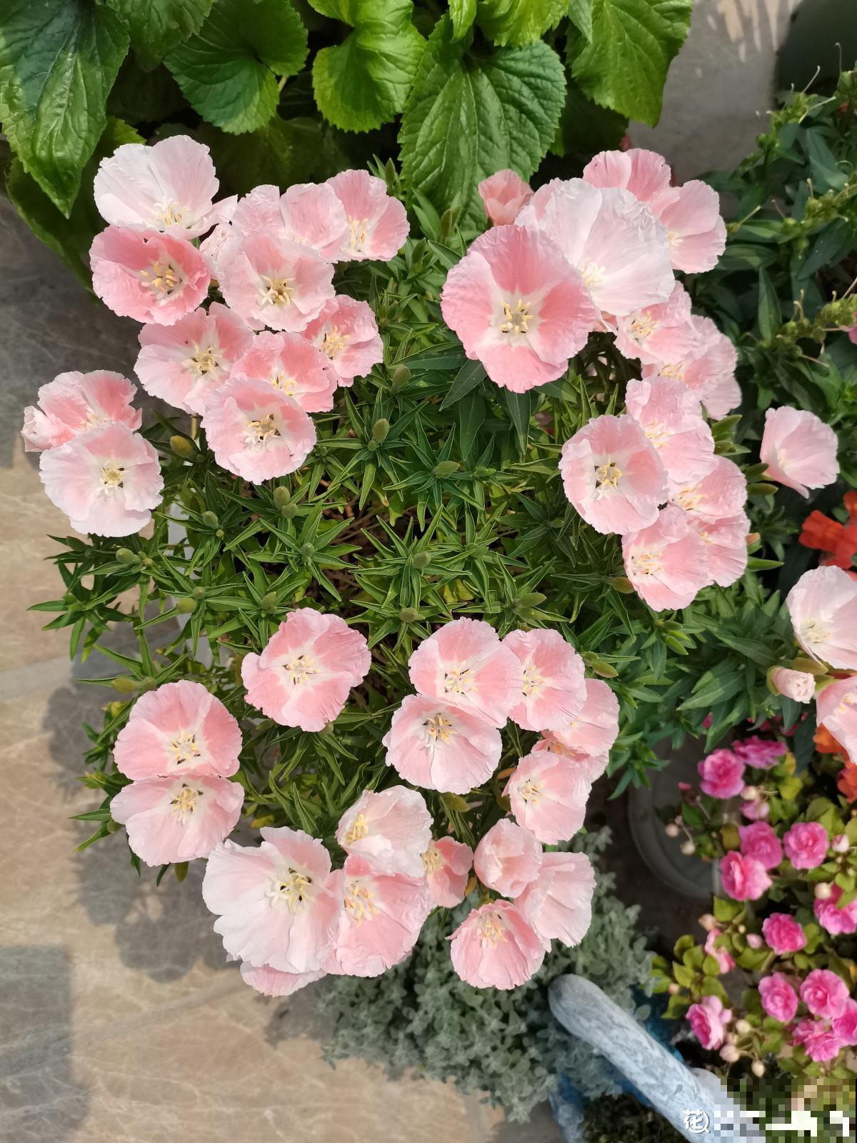 1种花名叫“古代稀”,撒把种子就开花,越养越上瘾 1种花名叫“古代稀”,撒把种子就开花,越养越上瘾