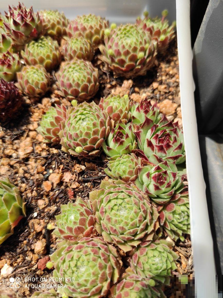 新手养多肉，打好基础是关键，5个要点要记住