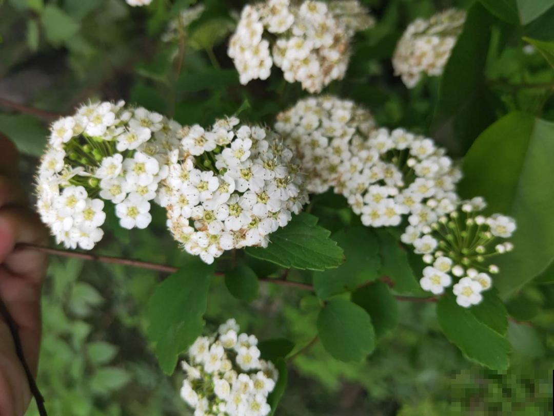 5月出门,收下这份百花图谱,啥花都能叫上名! 5月出门,收下这份百花图谱,啥花都能叫上名!