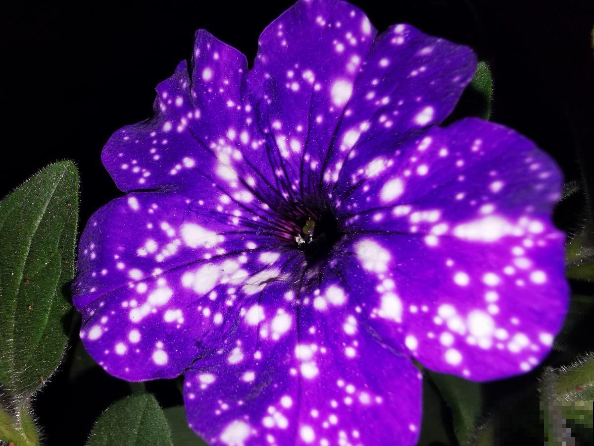 浪漫神秘的“星空矮牵牛”，花市少见，颜值超高