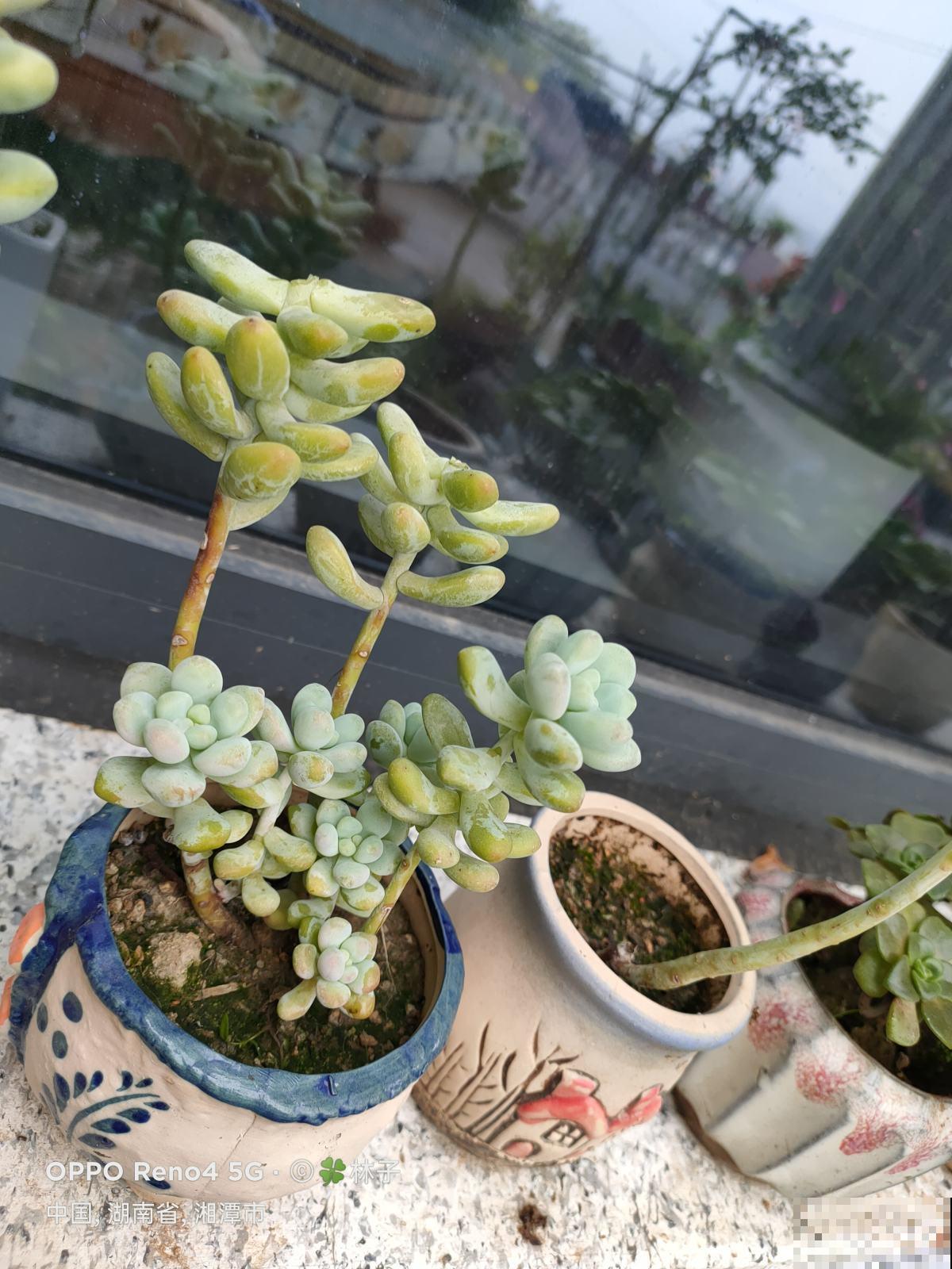 家里多肉徒长?教你几招来整治,多肉重新“萌萌哒”! 家里多肉徒长?教你几招来整治,多肉重新“萌萌哒”!