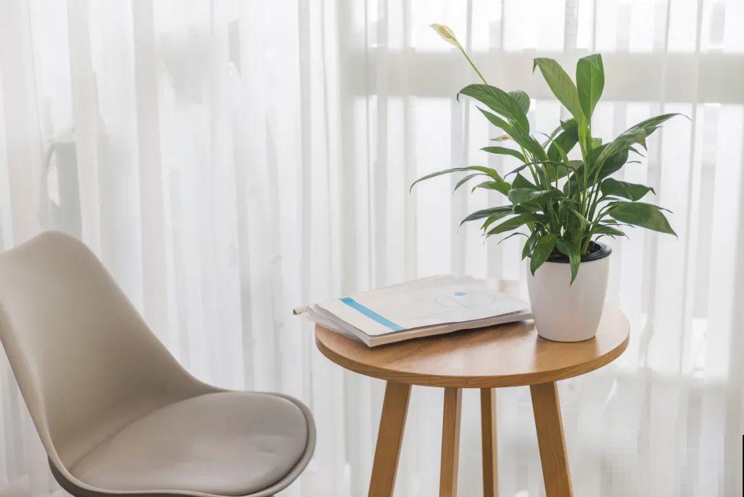 室内小窗台,养点小众盆栽,气质瞬间不一样 室内小窗台,养点小众盆栽,气质瞬间不一样