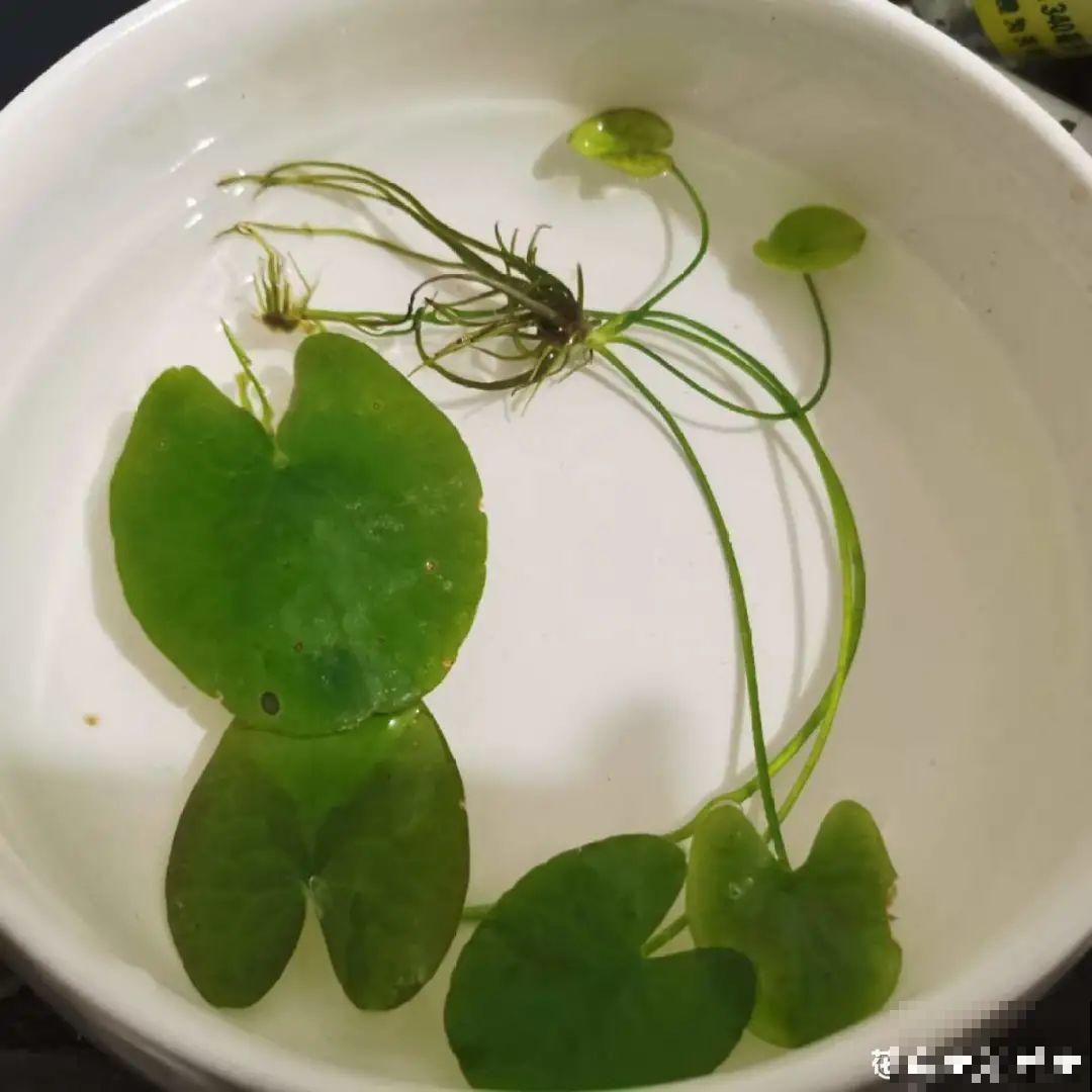 12种花真是太能生，叶子沾土就生根，实在太好活