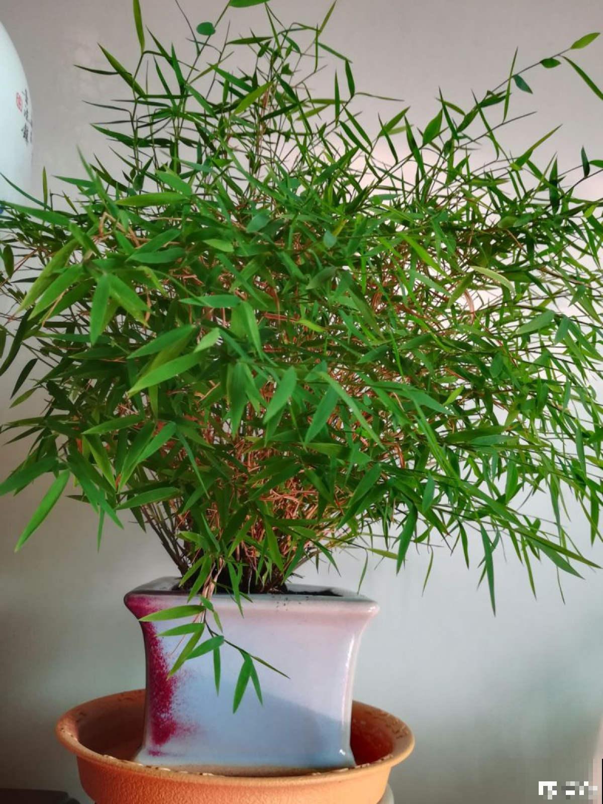 宫灯百合的花语,令人过目不忘, 开花淡雅颜值颇高 宫灯百合的花语,令人过目不忘, 开花淡雅颜值颇高