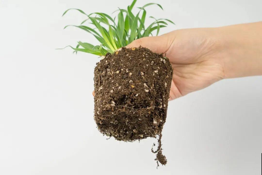 超可爱的小众花，有趣的人都在养，毛茸茸的特可爱