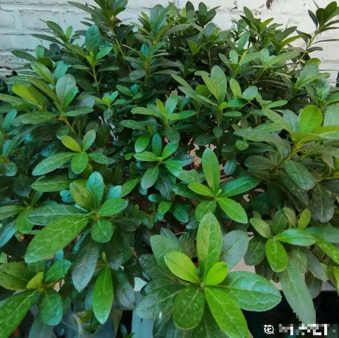 米兰花喜欢喝醋，一个月来一勺，花苞嘟噜噜冒