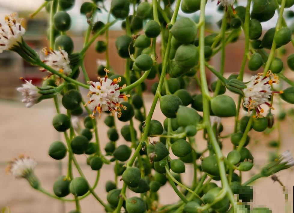 80种常见花卉，读过后，花名难不倒你