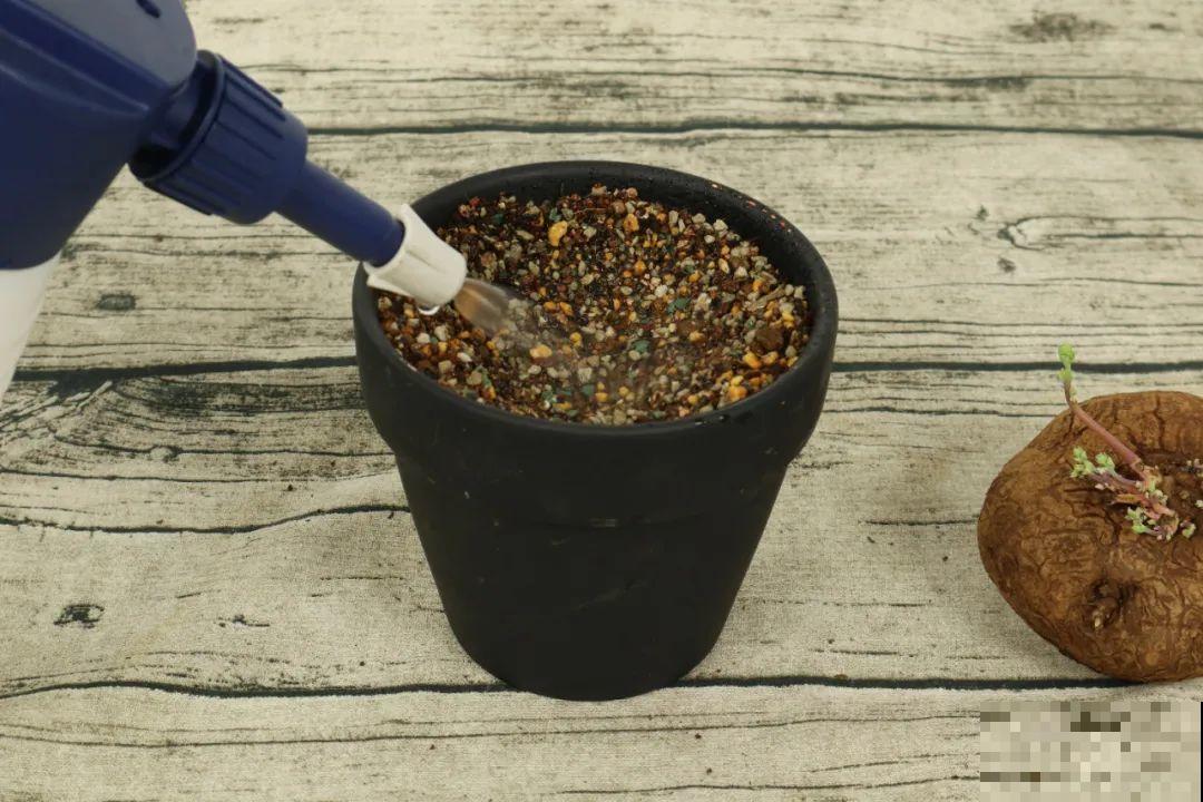 8种花开始慢慢睡醒了， 现在长得正旺，多浇水施肥， 开花更多！