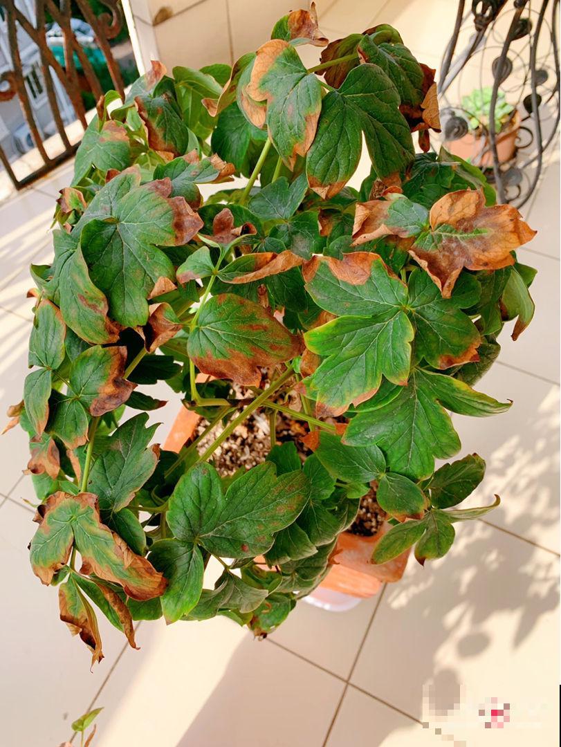 天气越来越热,植物晒伤不是小事儿,要重视起来 天气越来越热,植物晒伤不是小事儿,要重视起来