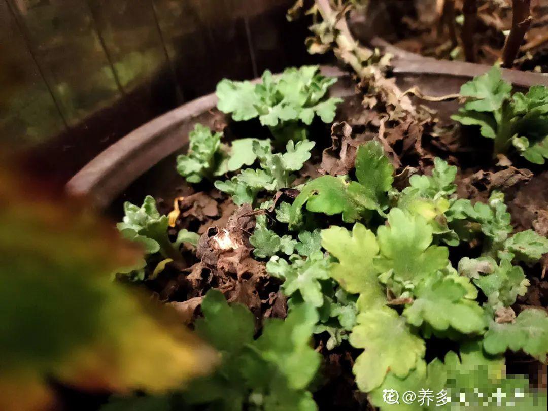 草本植物春剪,学着掐顶芽,呼呼冒出一大盆 草本植物春剪,学着掐顶芽,呼呼冒出一大盆