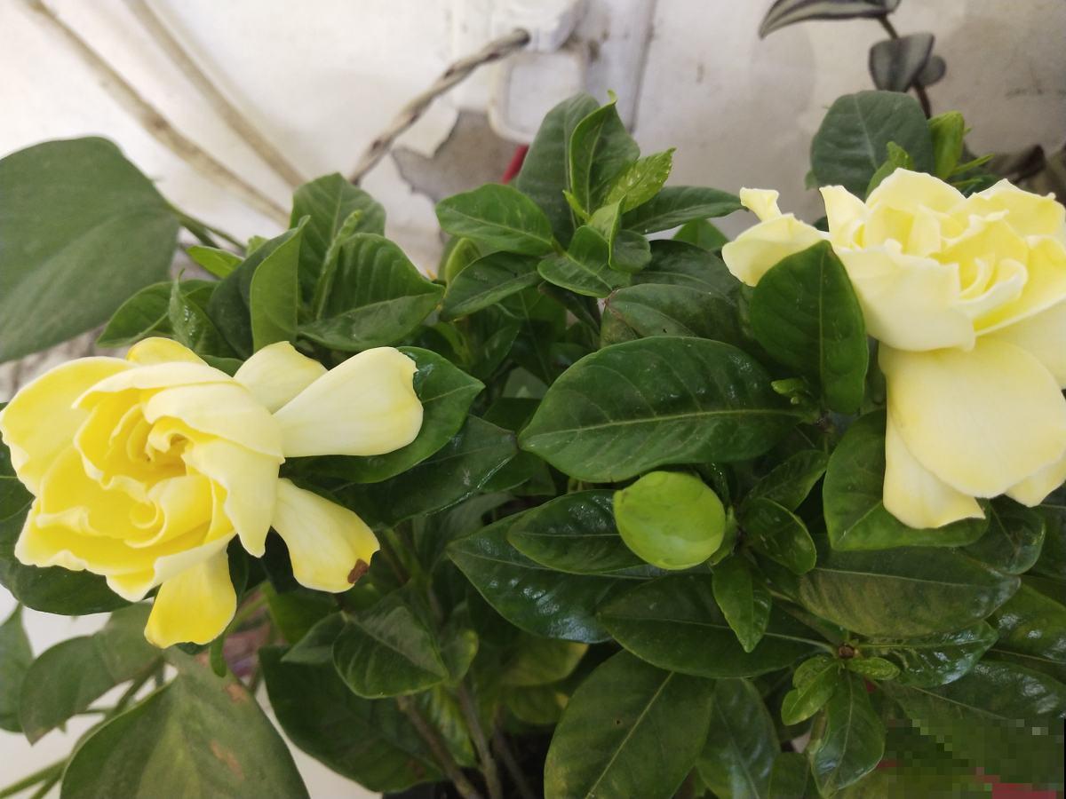 春天养护栀子花，要分清南北方，用对方法才是关键