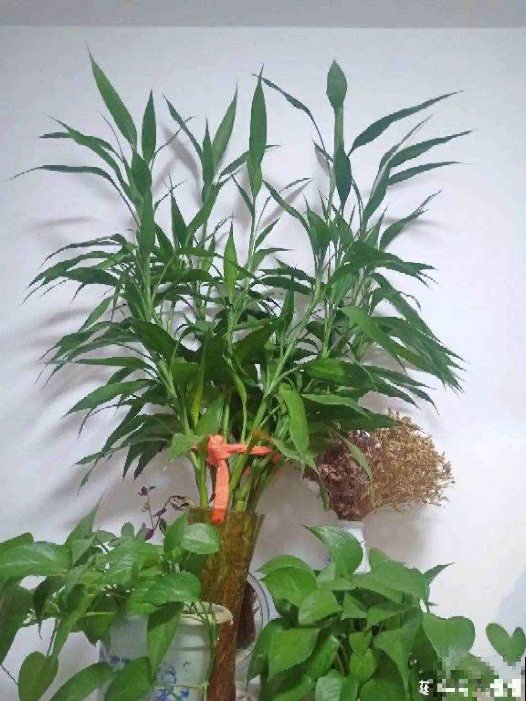 养花必备硫酸亚铁,叶子变绿了,小芽呼呼冒 养花必备硫酸亚铁,叶子变绿了,小芽呼呼冒