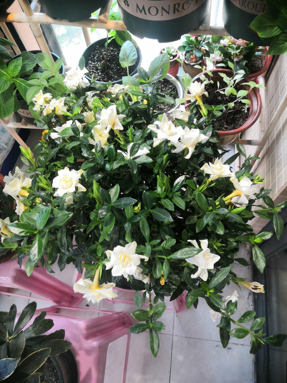 春天养护栀子花，要分清南北方，用对方法才是关键