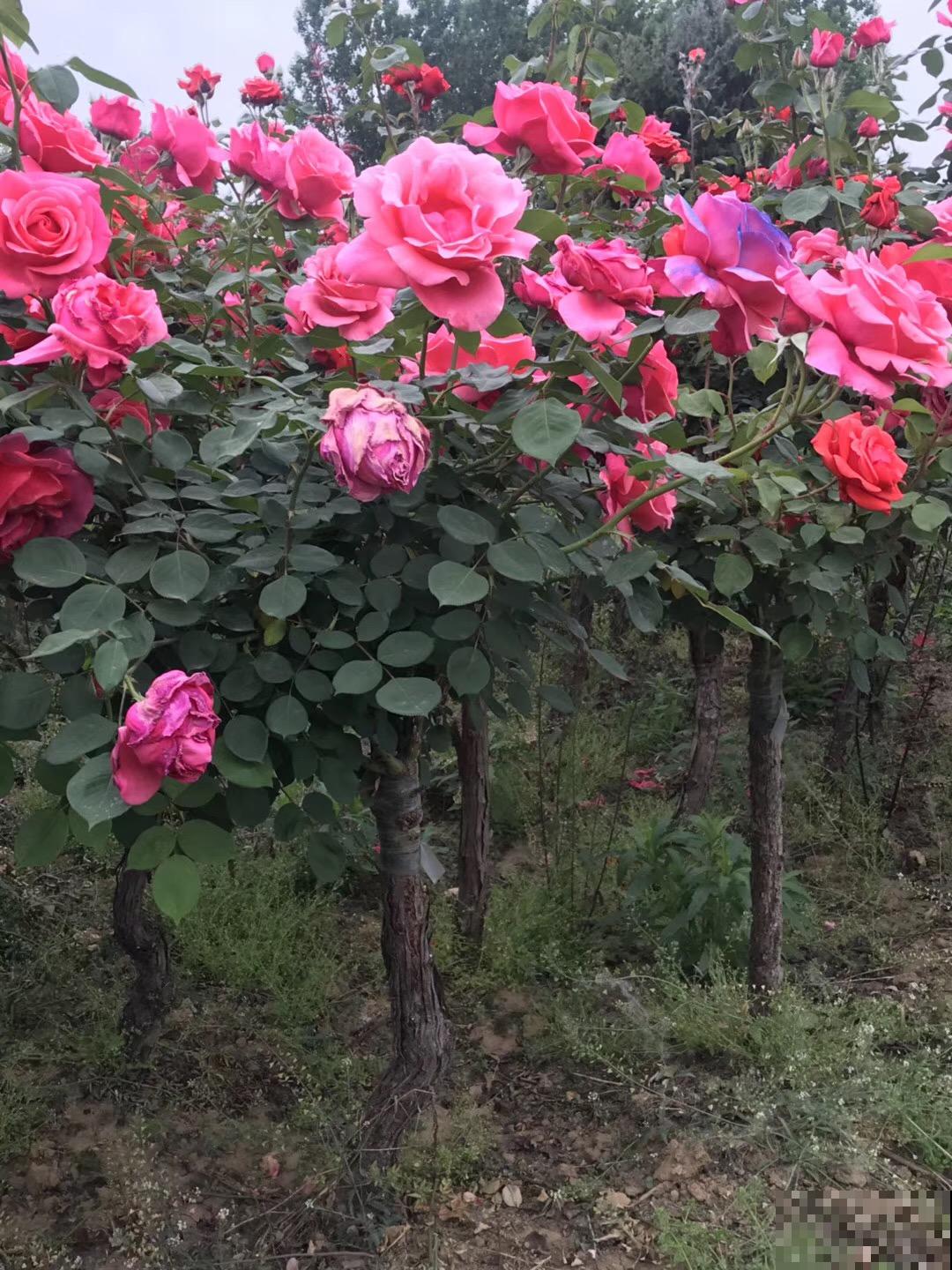 辛辛苦苦养的花，让人偷着剪光了，真的太生气