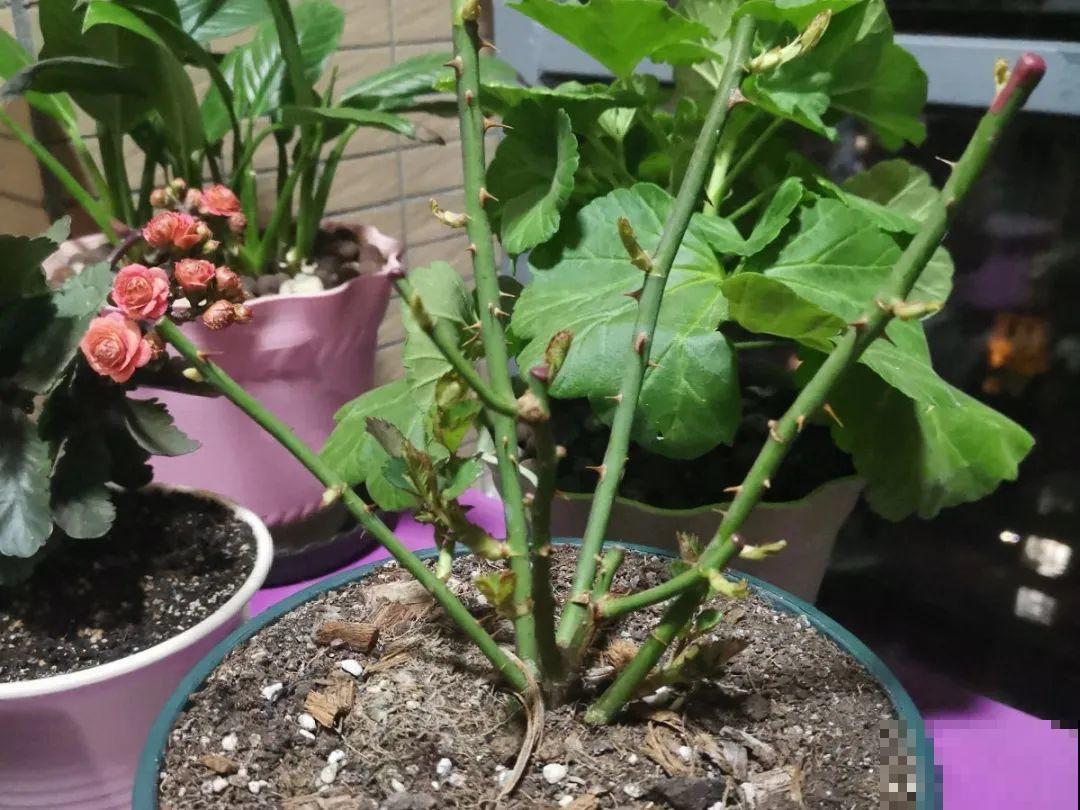 草本植物春剪,学着掐顶芽,呼呼冒出一大盆 草本植物春剪,学着掐顶芽,呼呼冒出一大盆