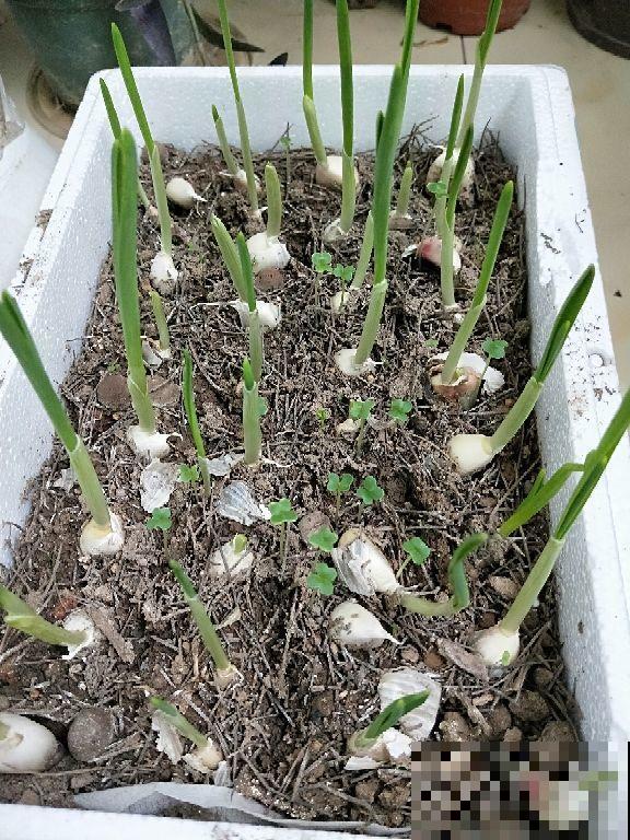 教你两招扦插法,懒人专用,轻松就能活! 教你两招扦插法,懒人专用,轻松就能活!