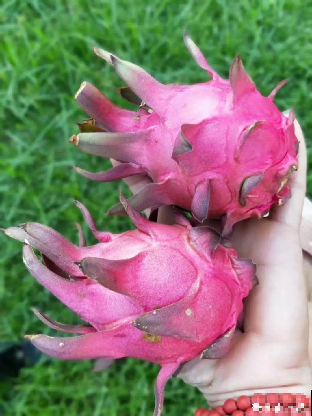 玉米棒子插水里，比绿植长得快，长成清新小盆栽