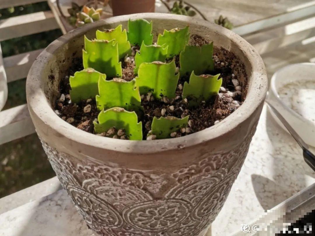 7种“落地生根”花,春天多插几棵,成活率特别高 7种“落地生根”花,春天多插几棵,成活率特别高