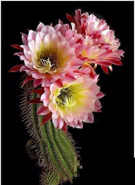 花期最短的花,只有5分钟,见过都是幸运! 花期最短的花,只有5分钟,见过都是幸运!