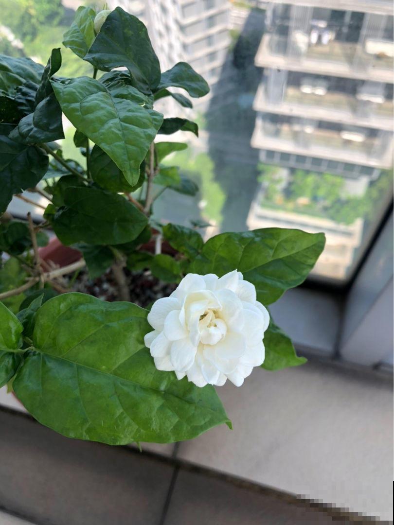 这5种花不怕晒，越热越长得旺，夏天开爆盆！