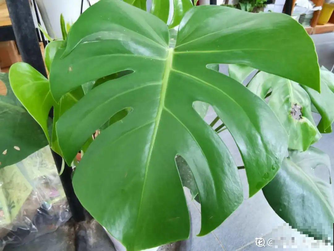 春天多给花喷水，叶子越来越油绿，长势更好