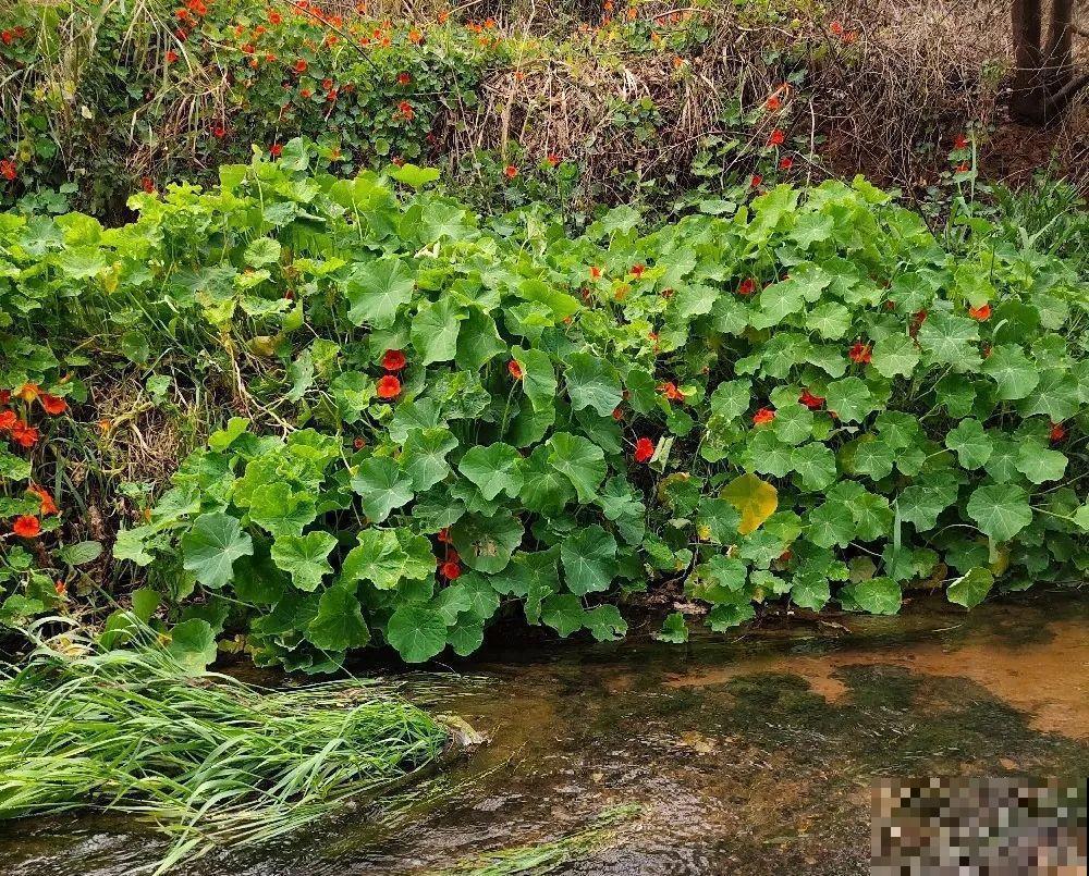 超好看的小野花，春天野外一大片，挖几棵回家还能泡茶