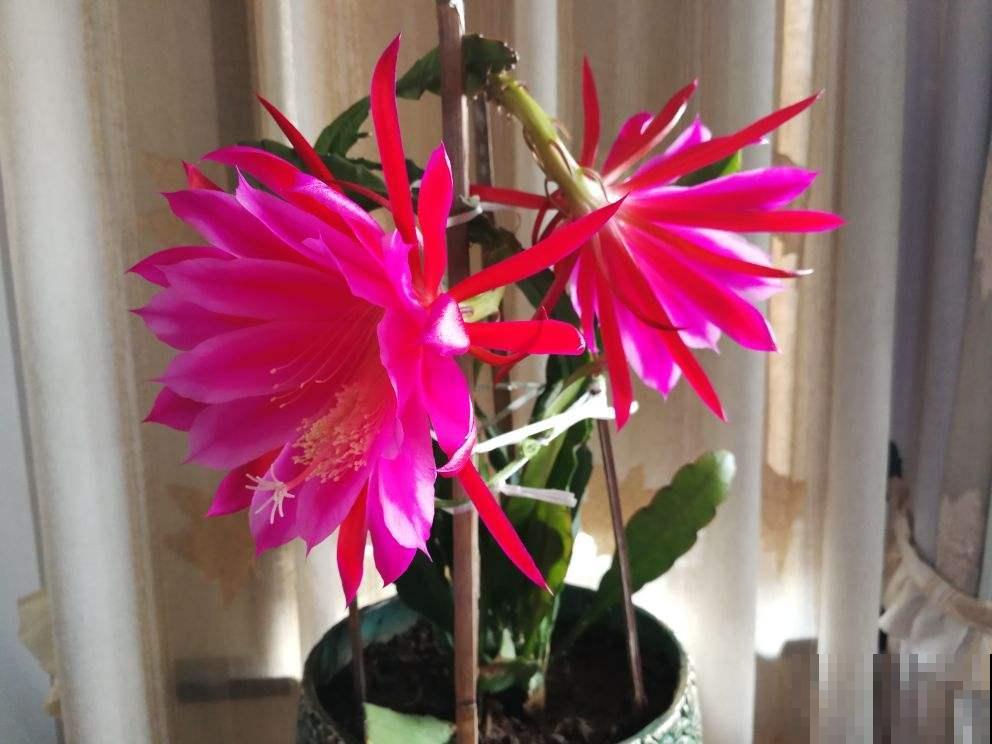 80种常见花卉，读过后，花名难不倒你