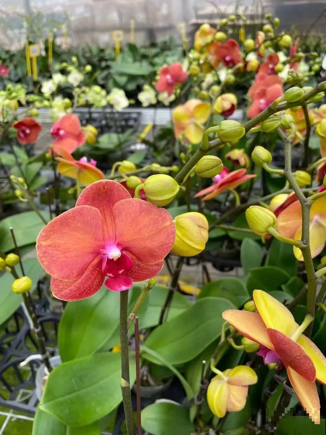 花市上的蝴蝶兰，长得像假花，谁见了都要摸一下！