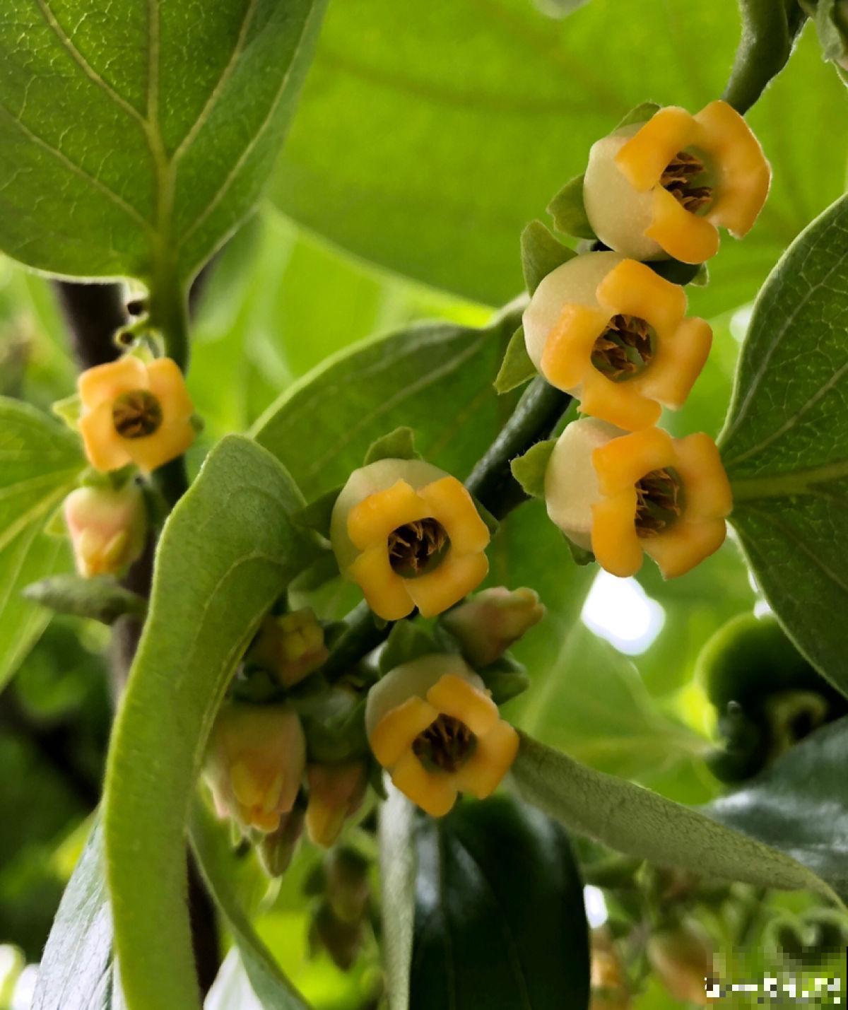 常见的水果树开花了，你见过几种？