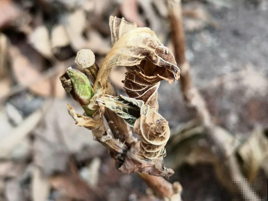 施肥用氮肥要节制，太心急容易烧苗，千万别用多