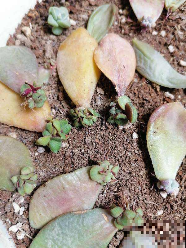 养了满院子的花，一问有什么诀窍，原来都是靠捡！