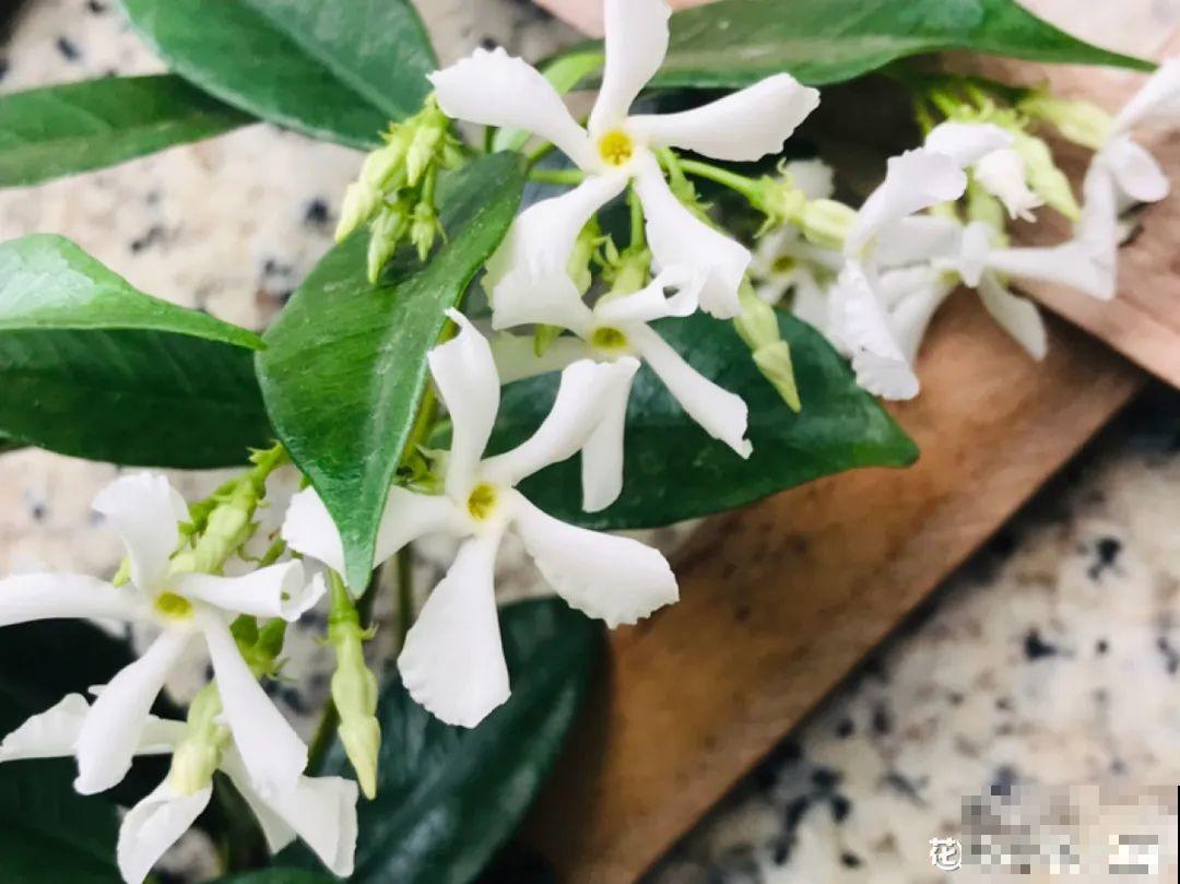 晒不死、热不死的花,越晒花越多,越热长越快 晒不死、热不死的花,越晒花越多,越热长越快